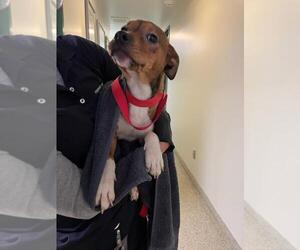 Beagle-Unknown Mix Dogs for adoption in Fremont, CA, USA