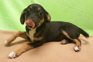 Medium Photo #1 Dachshund Puppy For Sale in Modesto, CA, USA