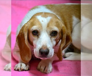 Beagle Dogs for adoption in Tuscumbia, AL, USA