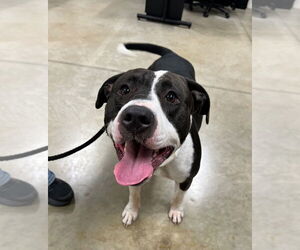 American Staffordshire Terrier Dogs for adoption in Pierceton , IN, USA