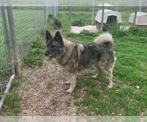 Norwegian Elkhound Dogs for adoption in Hillsdale, IN, USA