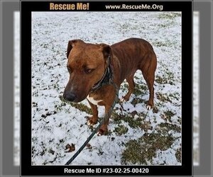 Plott Hound Dogs for adoption in Benton, PA, USA