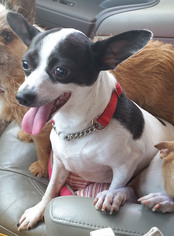 Chihuahua Dogs for adoption in Griffin, GA, USA