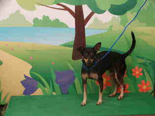 Chipin Dogs for adoption in Waco, TX, USA