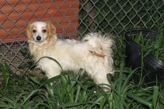 Maltipom Dogs for adoption in Wilmington, DE, USA
