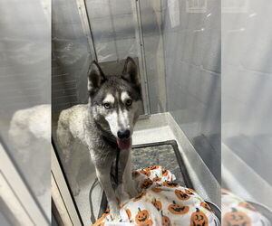 Siberian Husky Dogs for adoption in Alameda, CA, USA