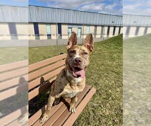 Catahoula Leopard Dog-Unknown Mix Dogs for adoption in Toronto, Ontario, Canada