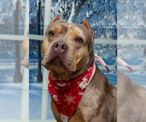 Mutt Dogs for adoption in Sanford, FL, USA