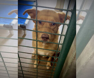 Redbone Coonhound-Retriever  Mix Dogs for adoption in Piedmont, MO, USA