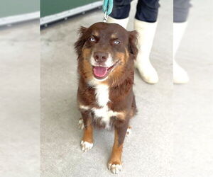 Australian Shepherd Dogs for adoption in Naples, FL, USA