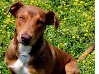 Doberman Pinscher-Unknown Mix Dogs for adoption in Memphis, TN, USA