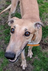 Greyhound Dogs for adoption in Randleman, NC, USA