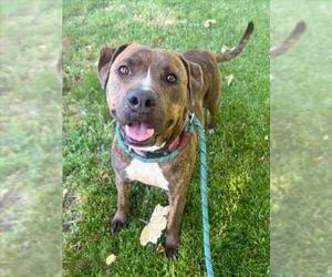 American Pit Bull Terrier-Unknown Mix Dogs for adoption in Woodland, CA, USA
