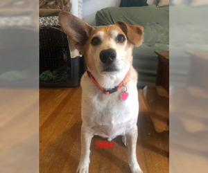 Beagi Dogs for adoption in Norfolk, VA, USA