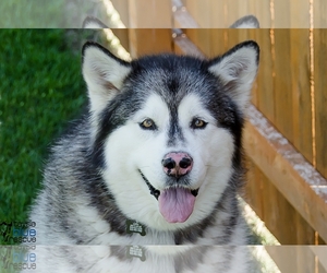 Alaskan Malamute Dogs for adoption in Omaha, NE, USA