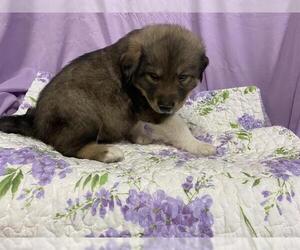 Anatolian Shepherd-Unknown Mix Dogs for adoption in Modesto, CA, USA