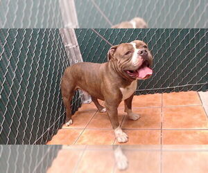 Bulldog Dogs for adoption in Downey, CA, USA