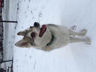Alaskan Klee Kai Dogs for adoption in Boston, MA, USA