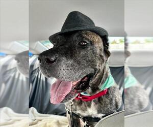 Mastiff-Unknown Mix Dogs for adoption in Las Vegas, NV, USA