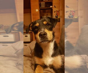 Airedale Terrier-Unknown Mix Dogs for adoption in Polson, MT, USA