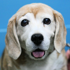 Beagle Dogs for adoption in Estherville, IA, USA