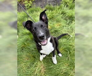 Border Collie Dogs for adoption in Salinas, CA, USA