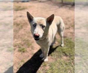 Siberian Husky Dogs for adoption in Conroe, TX, USA