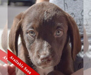 Sheprador Dogs for adoption in Huntley, IL, USA