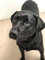 Labrador Retriever Dogs for adoption in Hornell, NY, USA