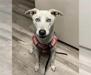 Siberian Husky-Unknown Mix Dogs for adoption in Redlands, CA, USA