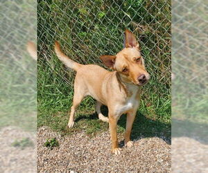 Labrador Retriever Dogs for adoption in Lake City, MI, USA