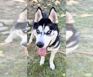 Siberian Husky Dogs for adoption in Sacramento, CA, USA