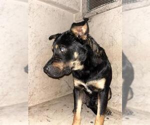 Rottweiler-Unknown Mix Dogs for adoption in Oklahoma City, OK, USA