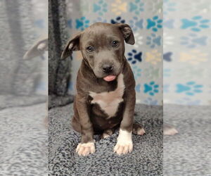 American Staffordshire Terrier Dogs for adoption in Talladega, AL, USA