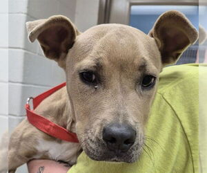 American Pit Bull Terrier Dogs for adoption in Decatur, IL, USA