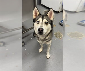 Siberian Husky Dogs for adoption in Peoria, IL, USA