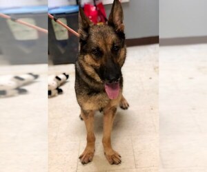 German Shepherd Dog Dogs for adoption in Chillicothe, OH, USA