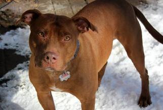 American Pit Bull Terrier Dogs for adoption in Zionsville, IN, USA