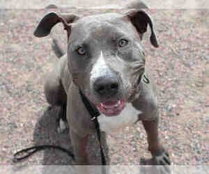 American Staffordshire Terrier Dogs for adoption in Brighton, CO, USA