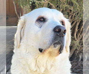 Labrenees Dogs for adoption in Albuquerque, NM, USA