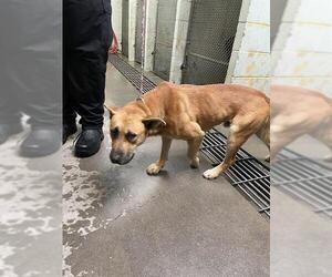 Shepradors Dogs for adoption in Stockton, CA, USA