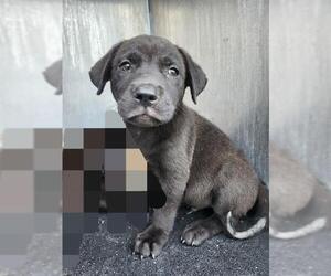 American Staffordshire Terrier-Unknown Mix Dogs for adoption in San Antonio, TX, USA
