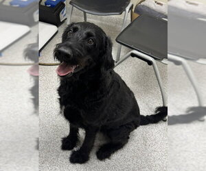 Medium Photo #7 Labradoodle Puppy For Sale in Lancaster, PA, USA