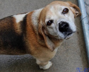 Beagle Dogs for adoption in Morehead, KY, USA