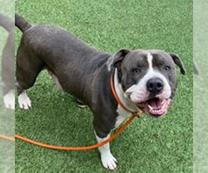 American Staffordshire Terrier Dogs for adoption in San Antonio, TX, USA
