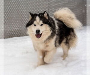 Huskies -Unknown Mix Dogs for adoption in Webster, WI, USA