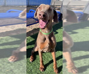 Doberman Pinscher Dogs for adoption in HESPERIA, CA, USA