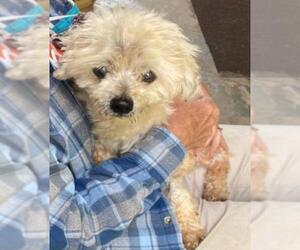 Maltipoo Dogs for adoption in Metairie, LA, USA