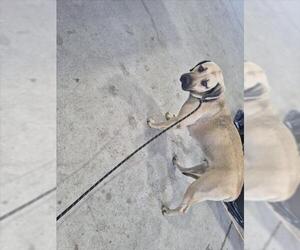 Black Mouth Cur-Unknown Mix Dogs for adoption in Texas City, TX, USA