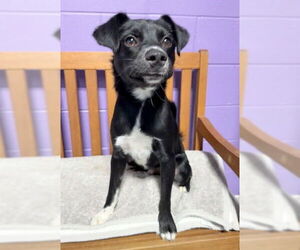 Border Collie-Unknown Mix Dogs for adoption in Genesee, WI, USA
